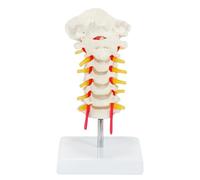 ATJSXWIN Human Cervical Spine Model with Artery and Nerves, Human Bones Model Set of 7 Cervical Vertebrae, Occipital Bone and 5 Intervertebral Disc