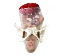 ATJSXWIN Human Childbirth Model Kit includes Pelvis, Baby, Umbilical Cord, Placenta and Fetal Membrane, Childbirth Teaching Model for Midwifery Teaching