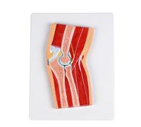 ATJSXWIN Human Elbow Joint Cross Sectional Anatomical Model, Life Size Human Elbow Structure Profile Model