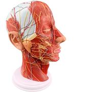 ATJSXWIN Human Head Superficial Neurovascular Muscle Model with Digital Markers, Life Size Half Head Brain Anatomical Model