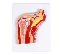 ATJSXWIN Human Joint Cross Sectional Anatomical Model, Life Size Shoulder/Knee/Elbow/Hand/Foot Structural Morphology Profile Model(Shoulder)