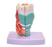 ATJSXWIN Human Throat Anatomy Model with Digital Identification and Display Base, Medical Teaching Model(Life size)