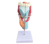 ATJSXWIN Human Throat Anatomy Model with Digital Identification and Display Base, Medical Teaching Model(2X)