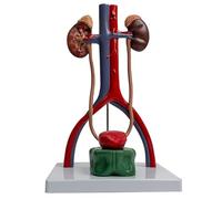 ATJSXWIN Life Size Human Urinary System Model, Kidney Anatomical Model, Movable Bladder, Prostate Model
