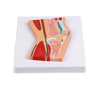 ATJSXWIN Life Size knee Cross Section Anatomical Model, Human Knee Joint Structure Profile Model