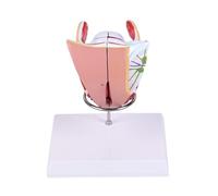 ATJSXWIN Life Size Male/Female Reproductive Organs Anatomical Model, 4-part Detachable Human Reproductive System Model with Display Stand(Female)