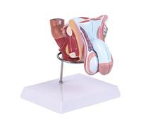 ATJSXWIN Life Size Male/Female Reproductive Organs Anatomical Model, 4-part Detachable Human Reproductive System Model with Display Stand(Male)