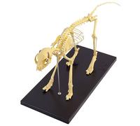 ATJSXWIN PVC cat skeleton model, Feline skeleton model for zoological anatomy and desktop display, with Base, 61×19.5×30cm