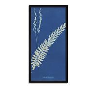 Atkins South America British Flowering Plants Ferns Photo Framed Wall Art Print Long 25X12 Inch