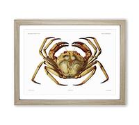 Atlantic Crab By Albert I Vintage Framed Print | A3 Oak Framed Wall Art | Ready to Hang | Classic Animal Picture | Living Room Bedroom Lounge Office