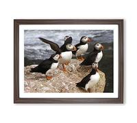 Atlantic Puffin Birds Modern Framed Print | A2 Walnut Framed Wall Art | Ready to Hang | Modern Nature Picture | Living Room Bedroom Lounge Office