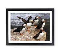 Atlantic Puffin Birds Modern Framed Print | A3 Black Framed Wall Art | Ready to Hang | Modern Nature Picture | Living Room Bedroom Lounge Office