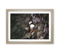 Atlantic Puffin Birds Vol.1 Painting Framed Print | A2 Oak Framed Wall Art | Ready to Hang | Modern Historical Picture | Living Room Bedroom Lounge Office