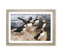 Atlantic Puffin Birds Vol.3 Painting Framed Print | A2 Oak Framed Wall Art | Ready to Hang | Modern Historical Picture | Living Room Bedroom Lounge Office