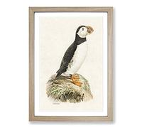 Atlantic Puffin by Von Wright Framed Print | A2 Oak Framed Wall Art | Ready to Hang | Modern Nature Picture | Living Room Bedroom Lounge Office