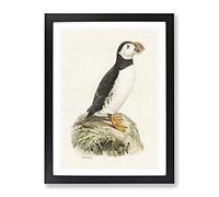 Atlantic Puffin By Von Wright Vintage Framed Print | A3 Black Framed Wall Art | Ready to Hang | Classic Nature Picture | Living Room Bedroom Lounge Office
