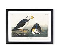 Atlantic Puffins by John James Audubon Framed Print | A2 Black Framed Wall Art | Ready to Hang | Modern Nature Picture | Living Room Bedroom Lounge Office