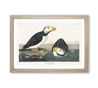 Atlantic Puffins by John James Audubon Framed Print | A2 Oak Framed Wall Art | Ready to Hang | Modern Nature Picture | Living Room Bedroom Lounge Office