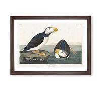 Atlantic Puffins by John James Audubon Framed Print | A2 Walnut Framed Wall Art | Ready to Hang | Modern Nature Picture | Living Room Bedroom Lounge Office