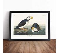 Atlantic Puffins by John James Audubon Framed Wall Art Print A2 Black | Ready to Hang, Satin Fine Art Paper, Fade-Resistant Inks, Acrylic Glazing, Securely Packaged, Made in the UK