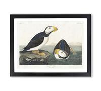 Atlantic Puffins By John James Audubon Vintage Framed Print | A4 Black Framed Wall Art | Ready to Hang | Classic Nature Picture | Living Room Bedroom Lounge Office