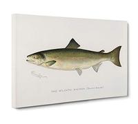 Atlantic Salmon by Sherman F. Denton Canvas Print | Gallery Wrapped 30mm Frame Wall Art | 30x20 inches | Ready to Hang | Modern Picture | Living Room Bedroom Lounge Office