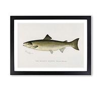 Atlantic Salmon by Sherman F. Denton Framed Print | A2 Black Framed Wall Art | Ready to Hang | Modern Animal Picture | Living Room Bedroom Lounge Office