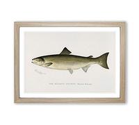 Atlantic Salmon by Sherman F. Denton Framed Print | A2 Oak Framed Wall Art | Ready to Hang | Modern Animal Picture | Living Room Bedroom Lounge Office