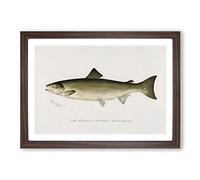 Atlantic Salmon by Sherman F. Denton Framed Print | A2 Walnut Framed Wall Art | Ready to Hang | Modern Animal Picture | Living Room Bedroom Lounge Office