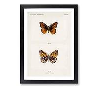 Atlantis Fritillary Butterfly by S.F. Denton Framed Print | A2 Black Framed Wall Art | Ready to Hang | Modern Animal Picture | Living Room Bedroom Lounge Office