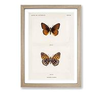 Atlantis Fritillary Butterfly by S.F. Denton Framed Print | A2 Oak Framed Wall Art | Ready to Hang | Modern Animal Picture | Living Room Bedroom Lounge Office