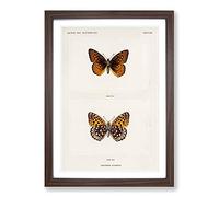 Atlantis Fritillary Butterfly by S.F. Denton Framed Print | A2 Walnut Framed Wall Art | Ready to Hang | Modern Animal Picture | Living Room Bedroom Lounge Office