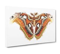 Atlas Moth by George Shaw Canvas Print | Gallery Wrapped 30mm Frame Wall Art | 30x20 inches | Ready to Hang | Modern Maps Picture | Living Room Bedroom Lounge Office