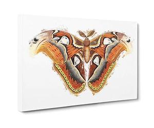 Atlas Moth by George Shaw Canvas Print | Gallery Wrapped 30mm Frame Wall Art | 30x20 inches | Ready to Hang | Modern Maps Picture | Living Room Bedroom Lounge Office
