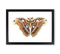 Atlas Moth by George Shaw Framed Print | A2 Black Framed Wall Art | Ready to Hang | Modern Map Picture | Living Room Bedroom Lounge Office