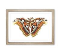 Atlas Moth by George Shaw Framed Print | A2 Oak Framed Wall Art | Ready to Hang | Modern Map Picture | Living Room Bedroom Lounge Office