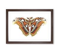 Atlas Moth by George Shaw Framed Print | A2 Walnut Framed Wall Art | Ready to Hang | Modern Map Picture | Living Room Bedroom Lounge Office