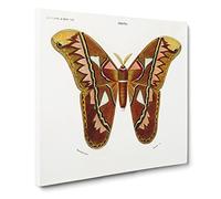 Attacus Atlas Moth by Charles d' Orbigny Canvas Print | Gallery Wrapped 30mm Frame Wall Art | 20x20 inches | Ready to Hang | Modern Maps Picture | Living Room Bedroom Lounge Office