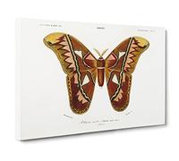 Attacus Atlas Moth By Charles D' Orbigny Canvas Print | Gallery Wrapped 30mm Frame Wall Art | 30x20 inches | Ready to Hang | Retro Maps Picture | Living Room Bedroom Lounge Office