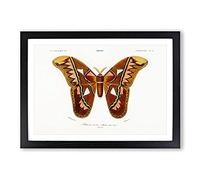 Attacus Atlas Moth by Charles d' Orbigny Framed Print | A2 Black Framed Wall Art | Ready to Hang | Modern Map Picture | Living Room Bedroom Lounge Office