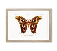 Attacus Atlas Moth by Charles d' Orbigny Framed Print | A2 Oak Framed Wall Art | Ready to Hang | Modern Map Picture | Living Room Bedroom Lounge Office