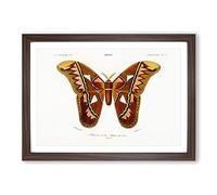 Attacus Atlas Moth by Charles d' Orbigny Framed Print | A2 Walnut Framed Wall Art | Ready to Hang | Modern Map Picture | Living Room Bedroom Lounge Office