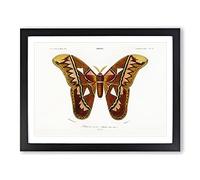 Attacus Atlas Moth By Charles D' Orbigny Vintage Framed Print | A3 Black Framed Wall Art | Ready to Hang | Classic Map Picture | Living Room Bedroom Lounge Office
