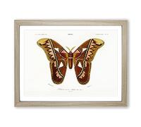 Attacus Atlas Moth By Charles D' Orbigny Vintage Framed Print | A4 Oak Framed Wall Art | Ready to Hang | Classic Map Picture | Living Room Bedroom Lounge Office