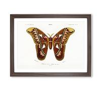 Attacus Atlas Moth By Charles D' Orbigny Vintage Framed Print | A4 Walnut Framed Wall Art | Ready to Hang | Classic Map Picture | Living Room Bedroom Lounge Office