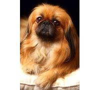 Attractive 500 Pieces Jigsaw Puzzle for Adults Teens Kids Pekingese Dog Wooden Puzzle Brain Challenge Game Relaxation Toys Wall Art Home Decoration