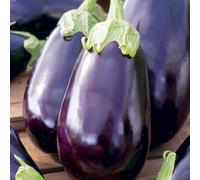 Aubergine Black Beauty Seeds - Vegetable - Annual