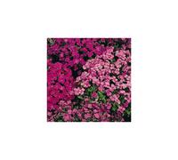 Aubretia Large Flower Seeds. A Carpet of Vibrant Spring Colour