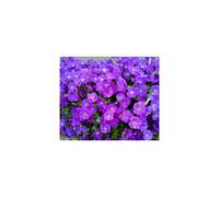Aubretia- Purple/Blue Flowers- Herbaceous Perennial - in 13cm Pots.
