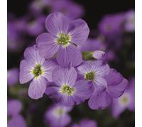 Aubrieta 'Axcent Light Blue'. Plug Plant x5. Evergreen alpine perennial for rockeries, wall trailing. Bedwen Plants Online Garden Centre